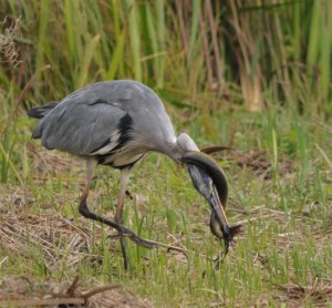 "Why are Herons so-called? Easy to say: They are 'Heros' who kill serpents..." The Greek word for Hero is 'Heron'... 